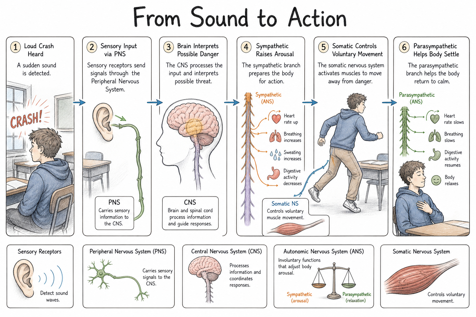 Flow diagram of a student hearing a loud crash, with sensory input going to the CNS, sympathetic arousal, voluntary movement, and parasympathetic recovery.