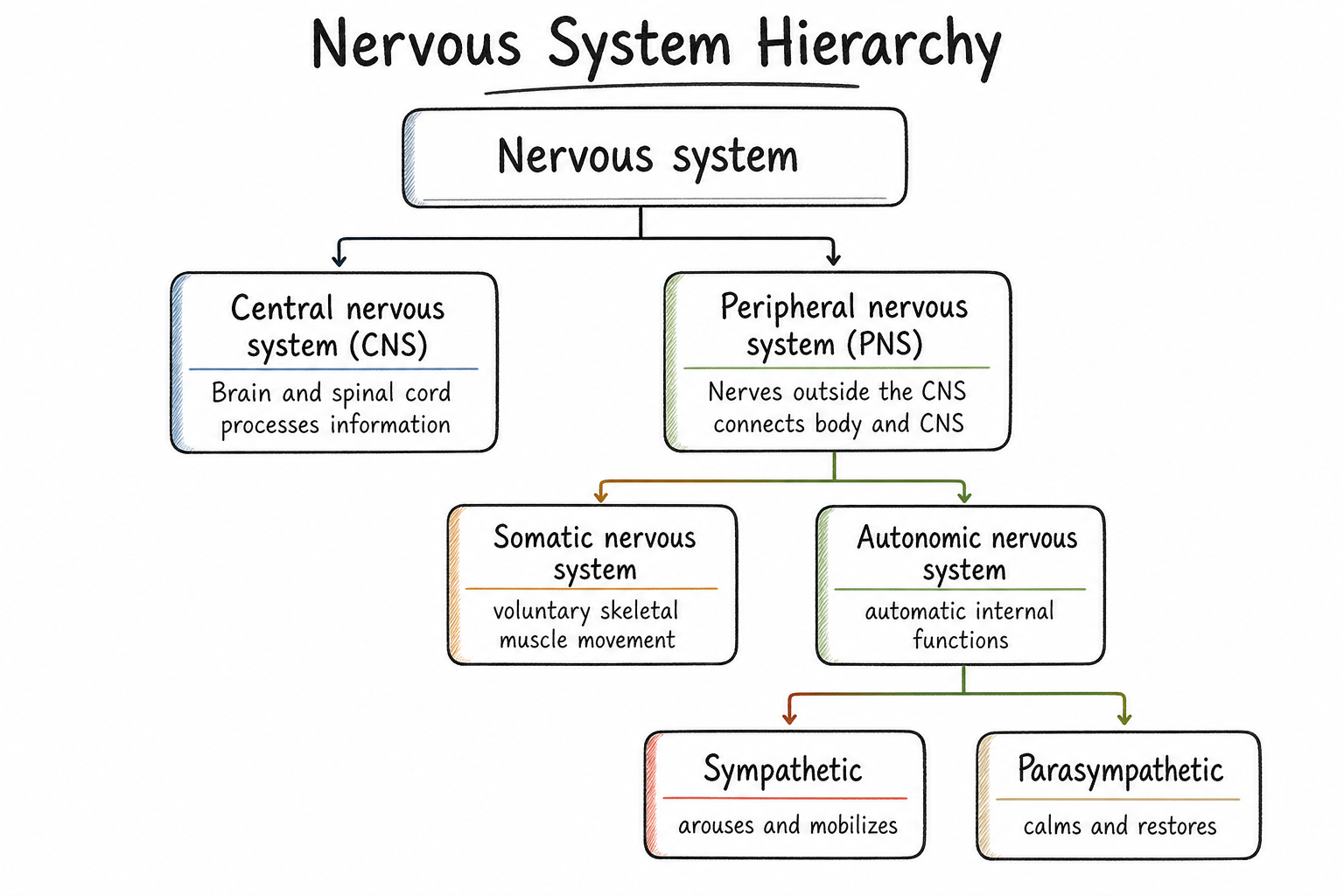 Hierarchy chart of the nervous system from the whole system to CNS and PNS, then to somatic and autonomic, then to sympathetic and parasympathetic.