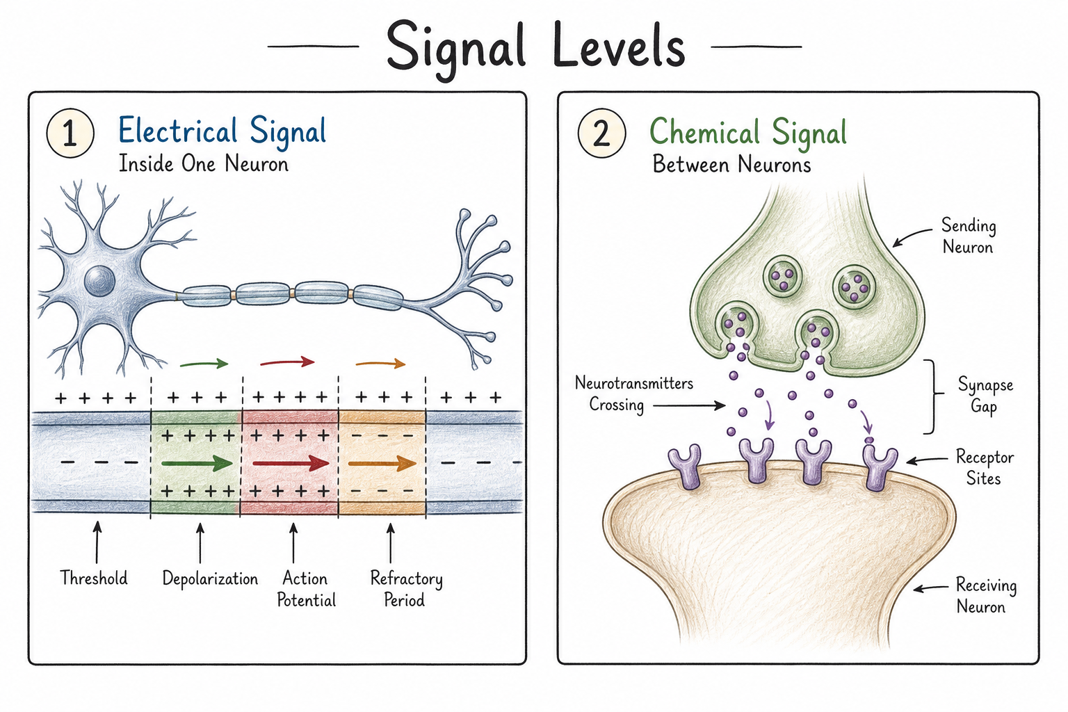 Two-panel comparison of electrical communication inside a neuron versus chemical communication across a synapse.