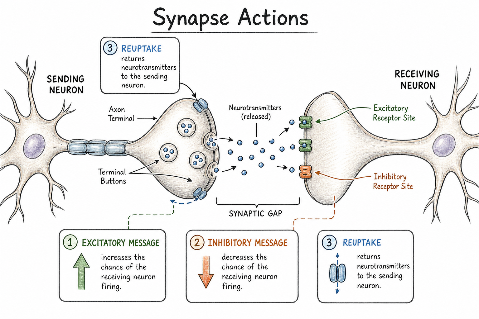 A synapse diagram showing neurotransmitters crossing the gap, binding receptors, and being taken back by reuptake.