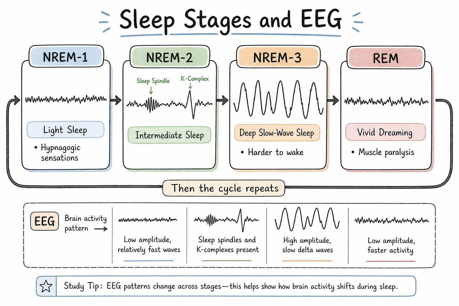Sleep stage cycle with EEG patterns for NREM and REM stages.
